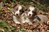 BORDER COLLIE 1112